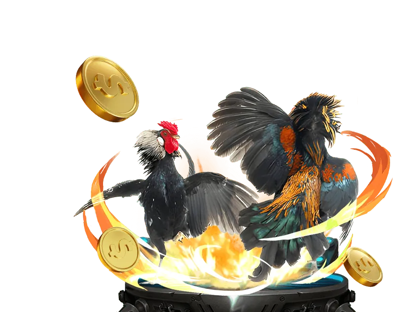 Phân tích giải đấu đá gà C1 trực tiếp